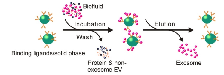 1902958383930658816-immunoaffinity-capture-based-exosome-purification-service1.png