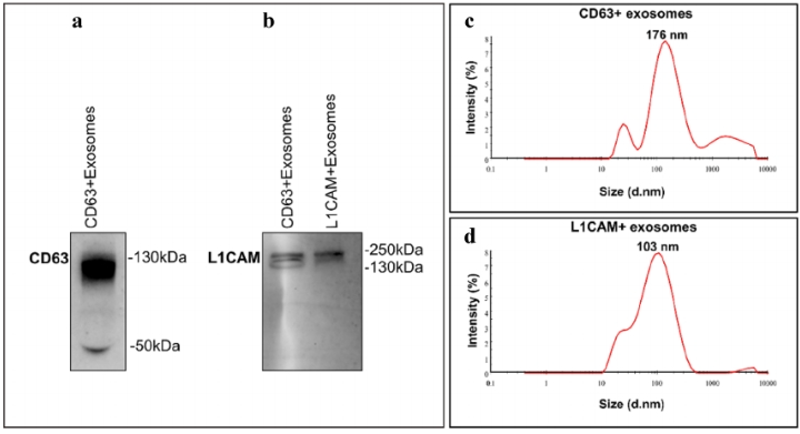 1902958500804939776-immunoaffinity-capture-based-exosome-purification-service2.png