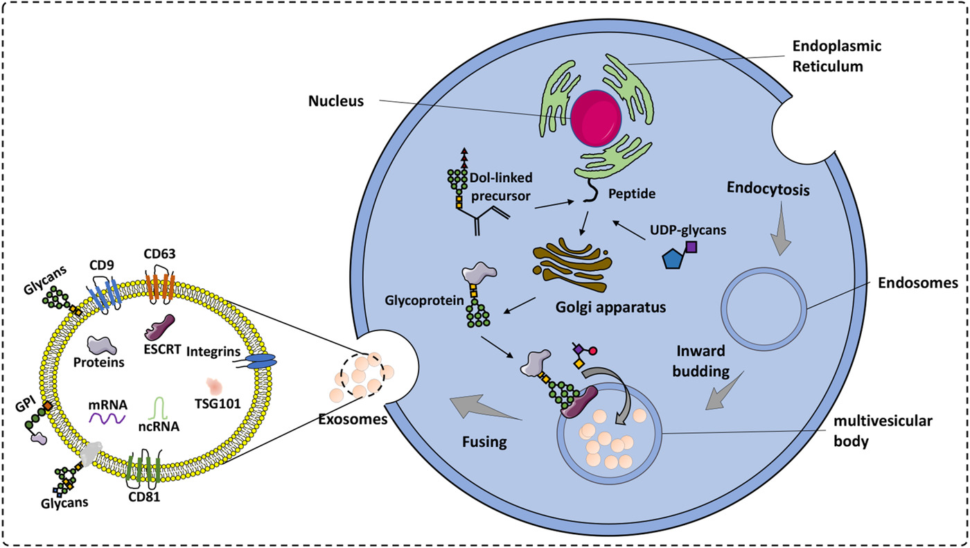 1902959567450001408-glycosylated-exosome-detection-service1.jpg