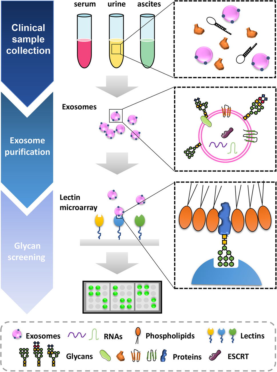 1902959715827699712-glycosylated-exosome-detection-service2.jpg