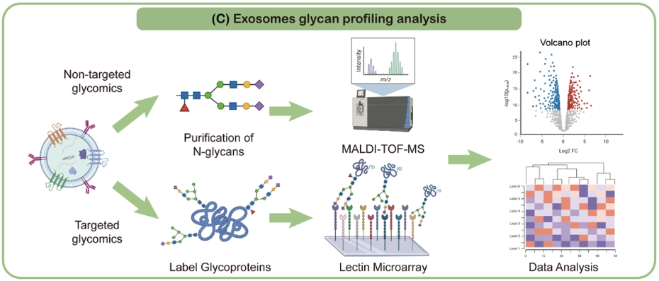 1902960005586997248-glycosylated-exosome-detection-service3.png