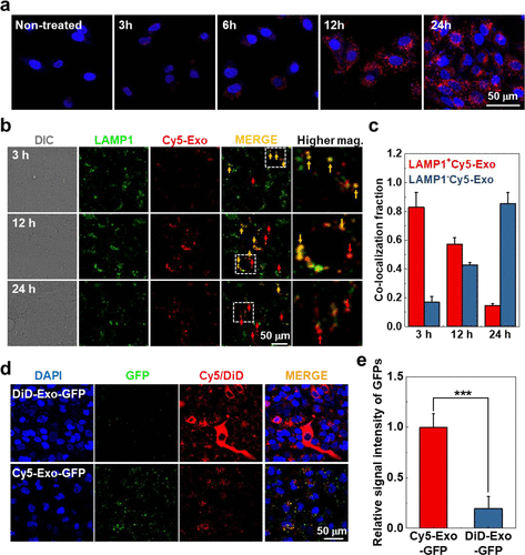 1904461570323894272-fluorescent-dyes-based-exosomes-labeling-service2.gif