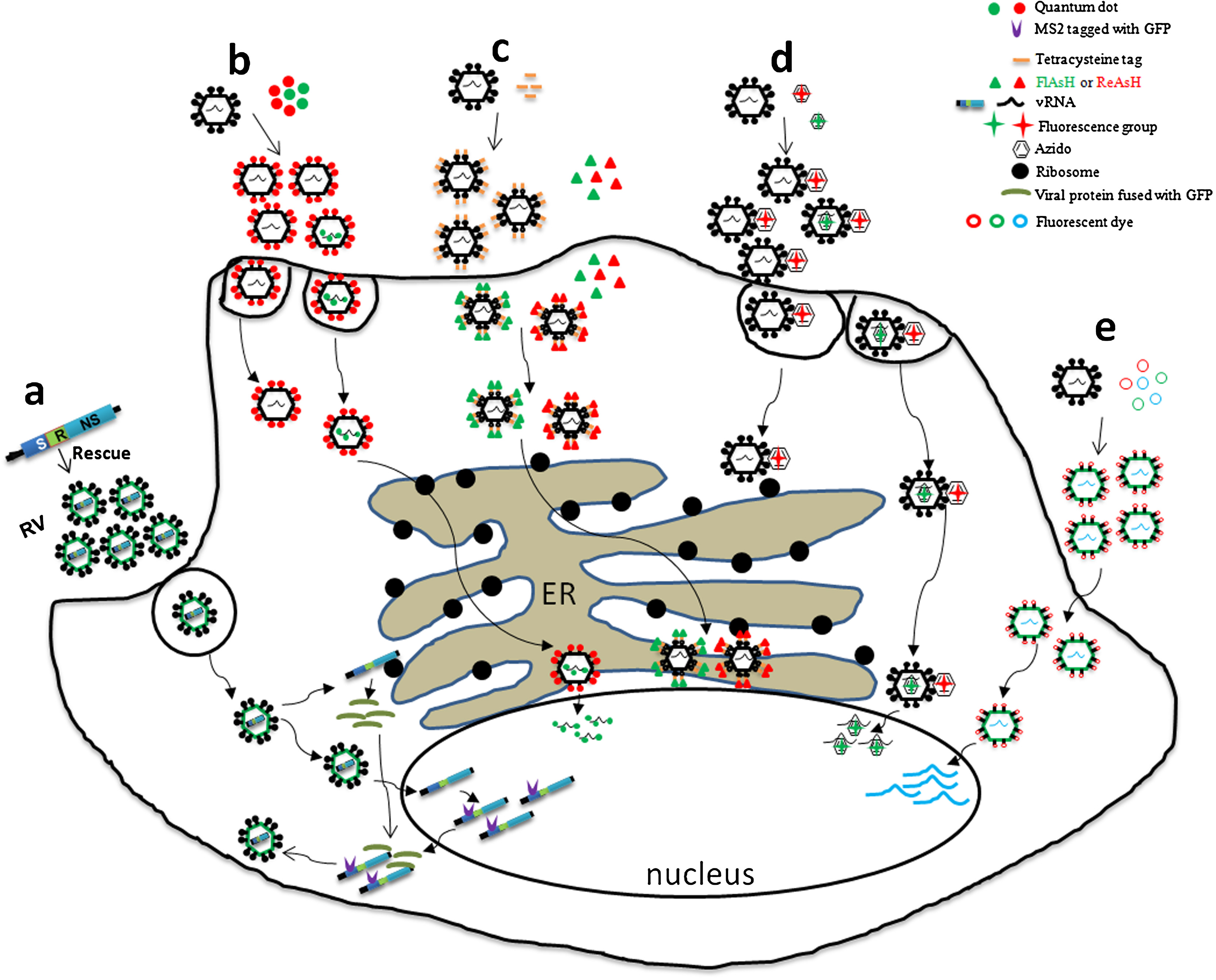 1904463049579417600-virus-mediated-exosome-labeling-service1.jpg