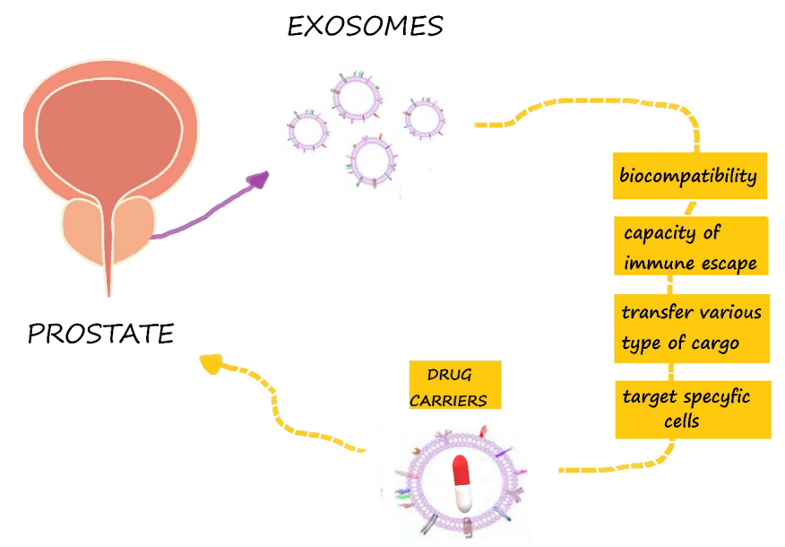 1904702637262622720-prostate-cancer-targeted-exosome-modification-service1.PNG