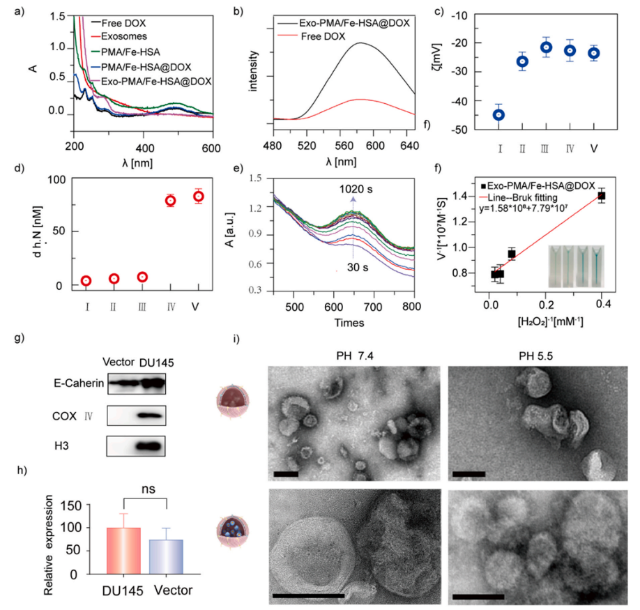 1904702876245676032-prostate-cancer-targeted-exosome-modification-service2.PNG