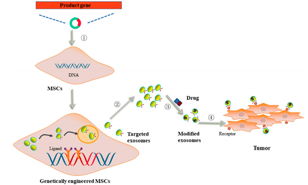 1904705205648871424-tumor-and-cancer-targeted-exosome-modification-service1.PNG