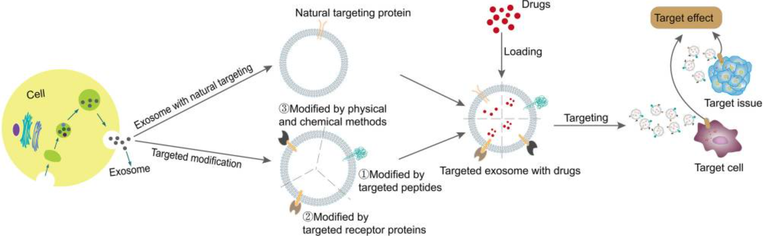 1904706134003535872-tumor-and-cancer-targeted-exosome-modification-service2.PNG
