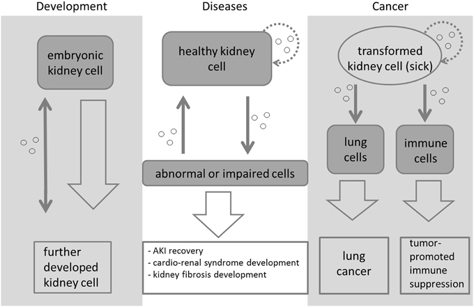 1904815484802027520-renal-disease-diagnosis-applied-exosomes1.jpg
