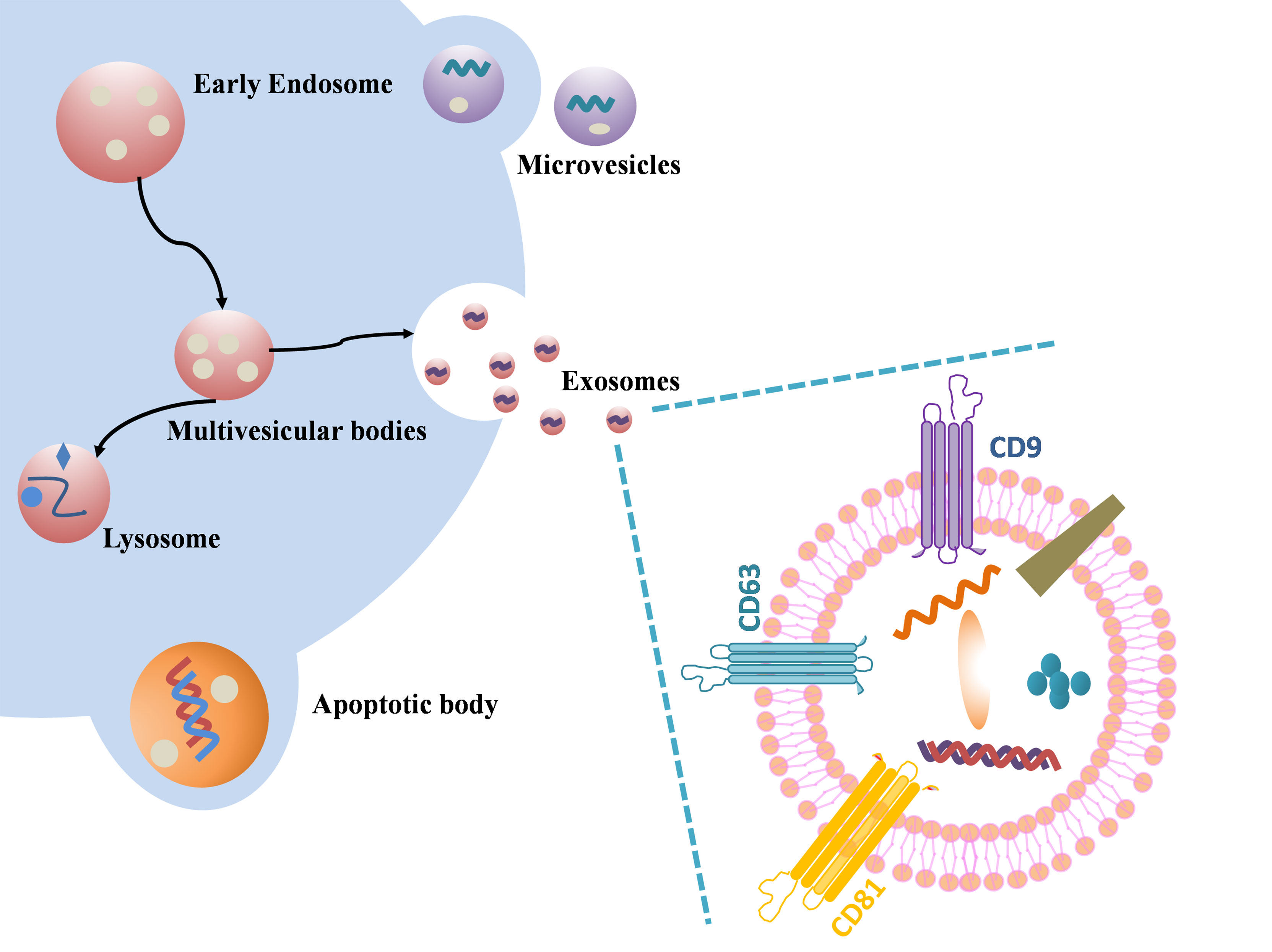 1904823824877735936-tissue-exosome-related-research-service1.jpg