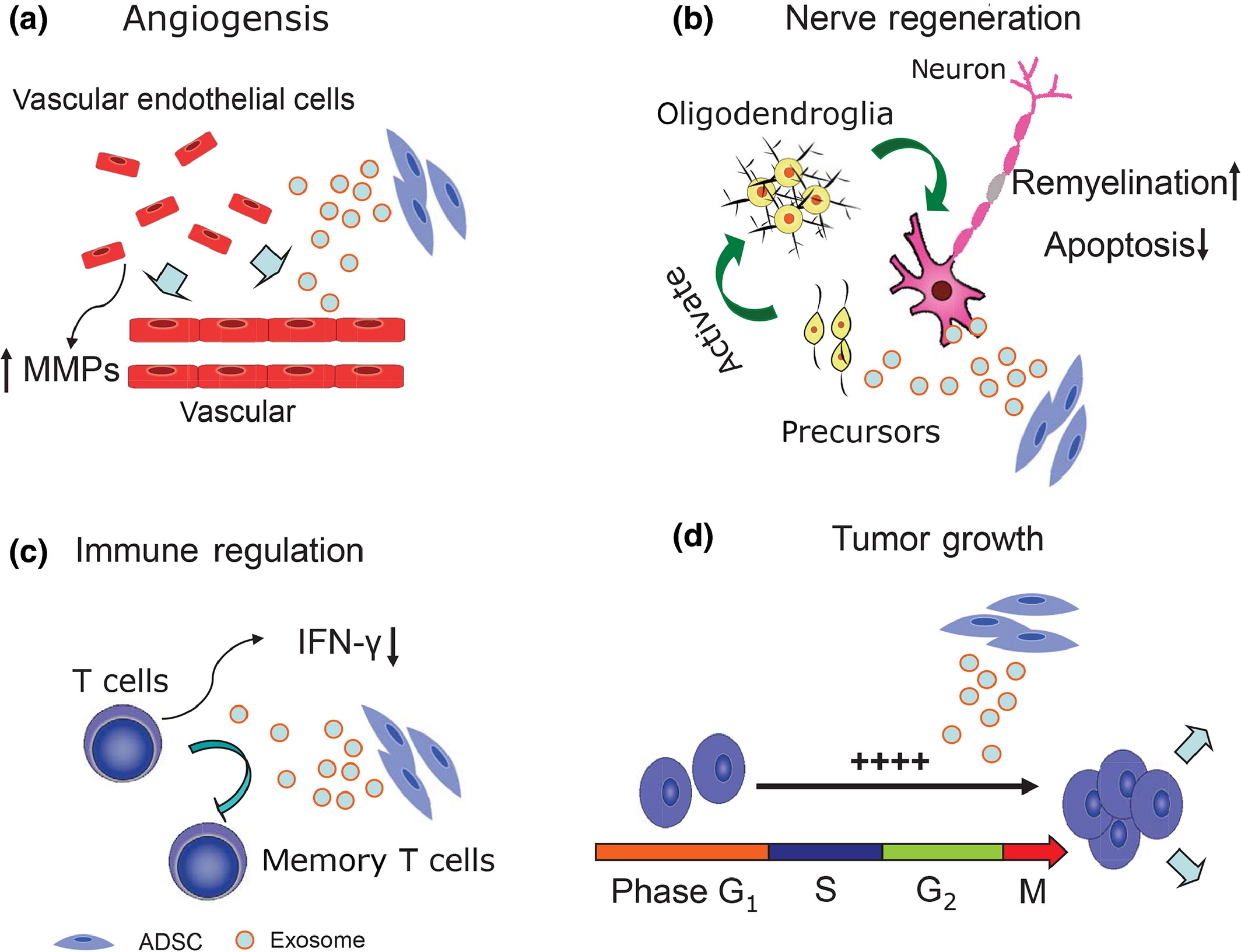 1904823958432763904-tissue-exosome-related-research-service2.jpg