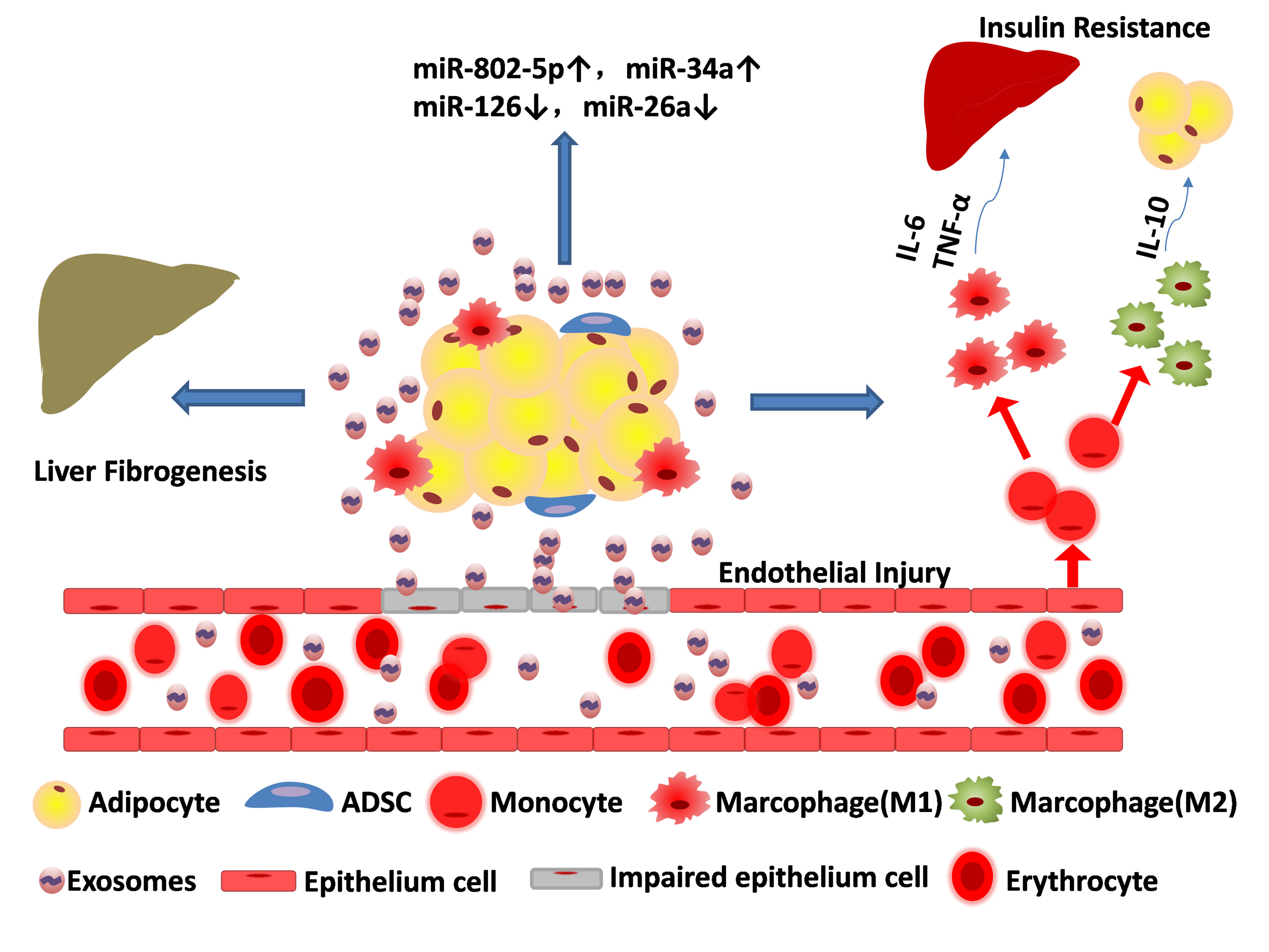1904824222044770304-tissue-exosome-related-research-service3.jpg