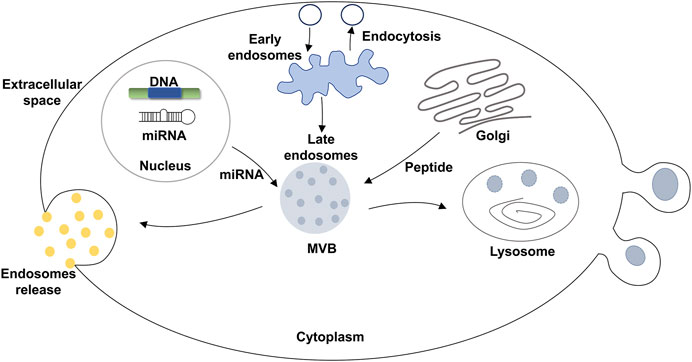 1904825844112150528-extracellular-vesicle-functional-research-and-verification-service1.jpg