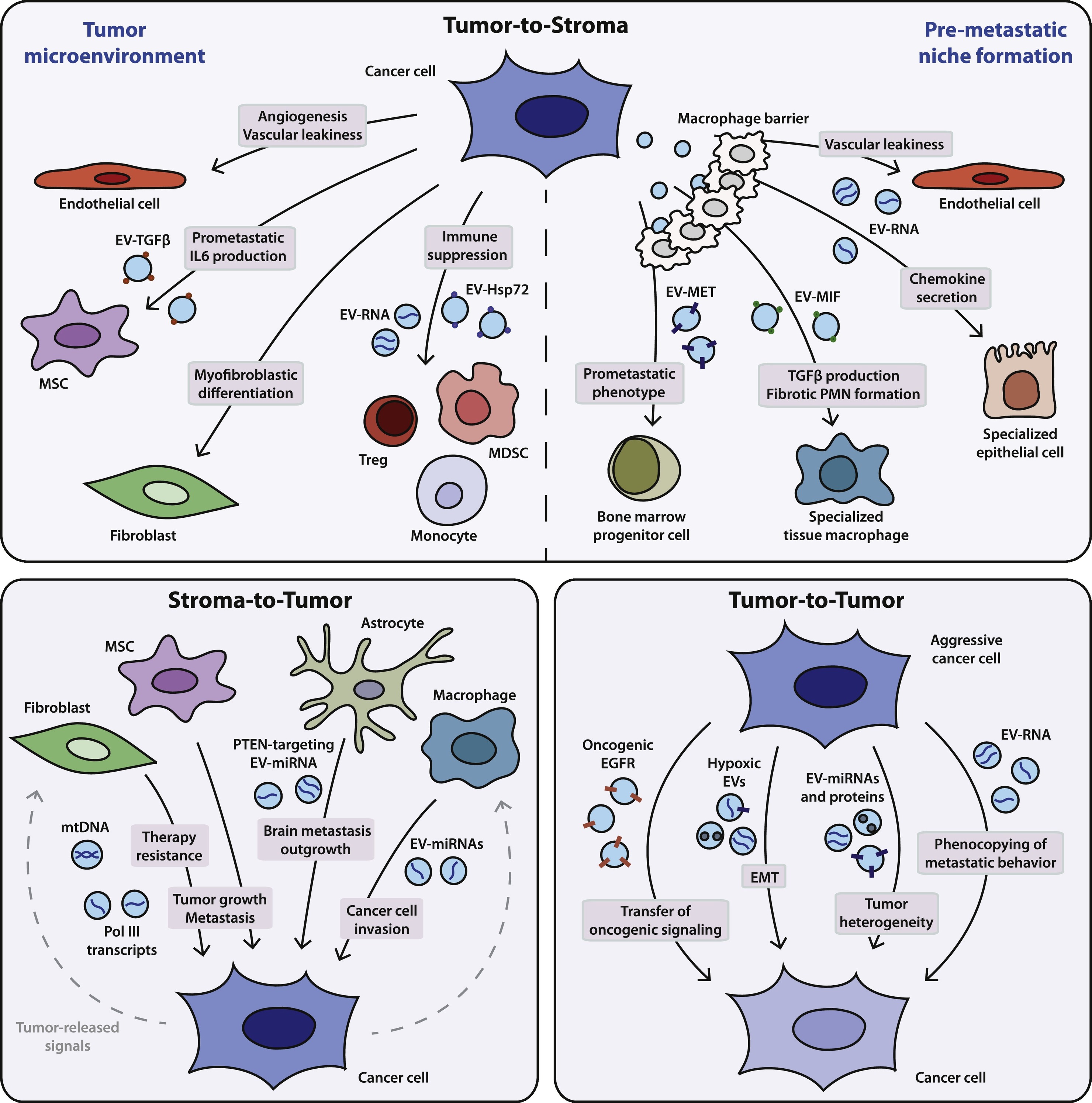1904825948344799232-extracellular-vesicle-functional-research-and-verification-service2.jpg