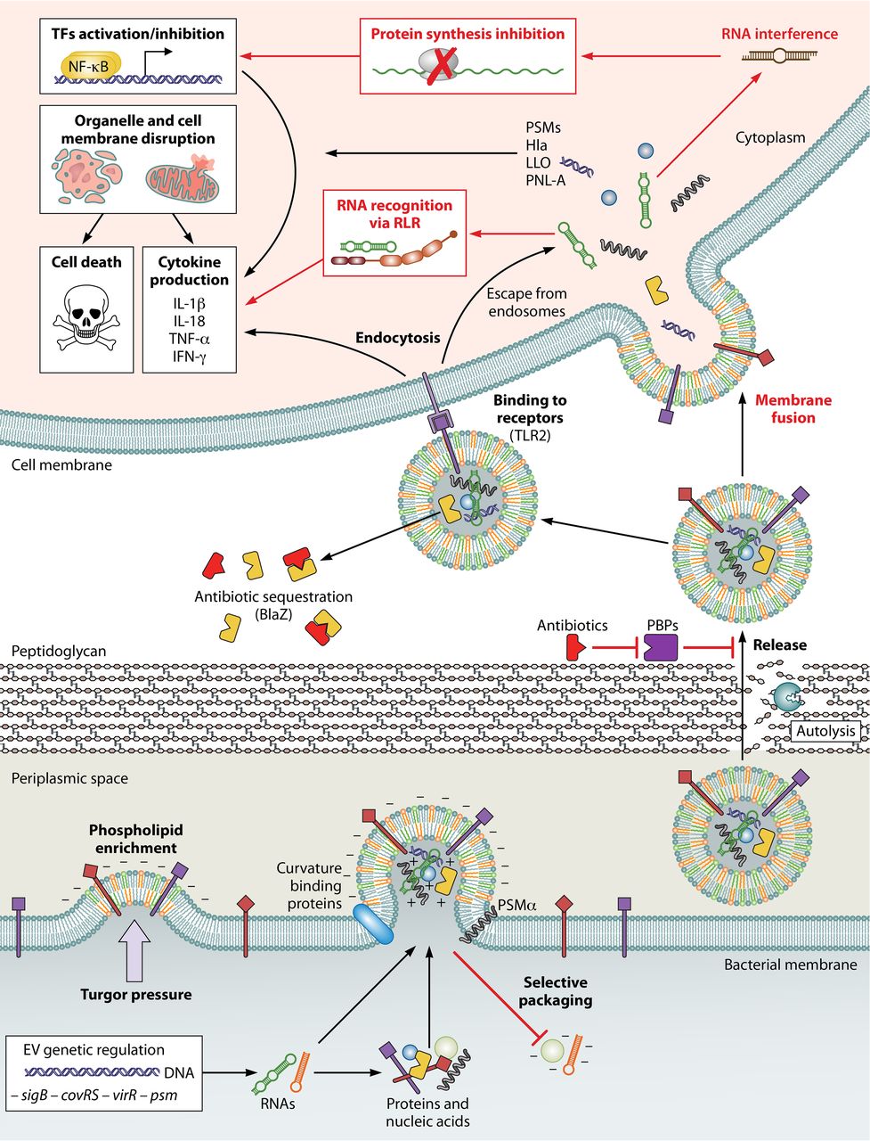 1904826129744252928-extracellular-vesicle-functional-research-and-verification-service3.jpeg
