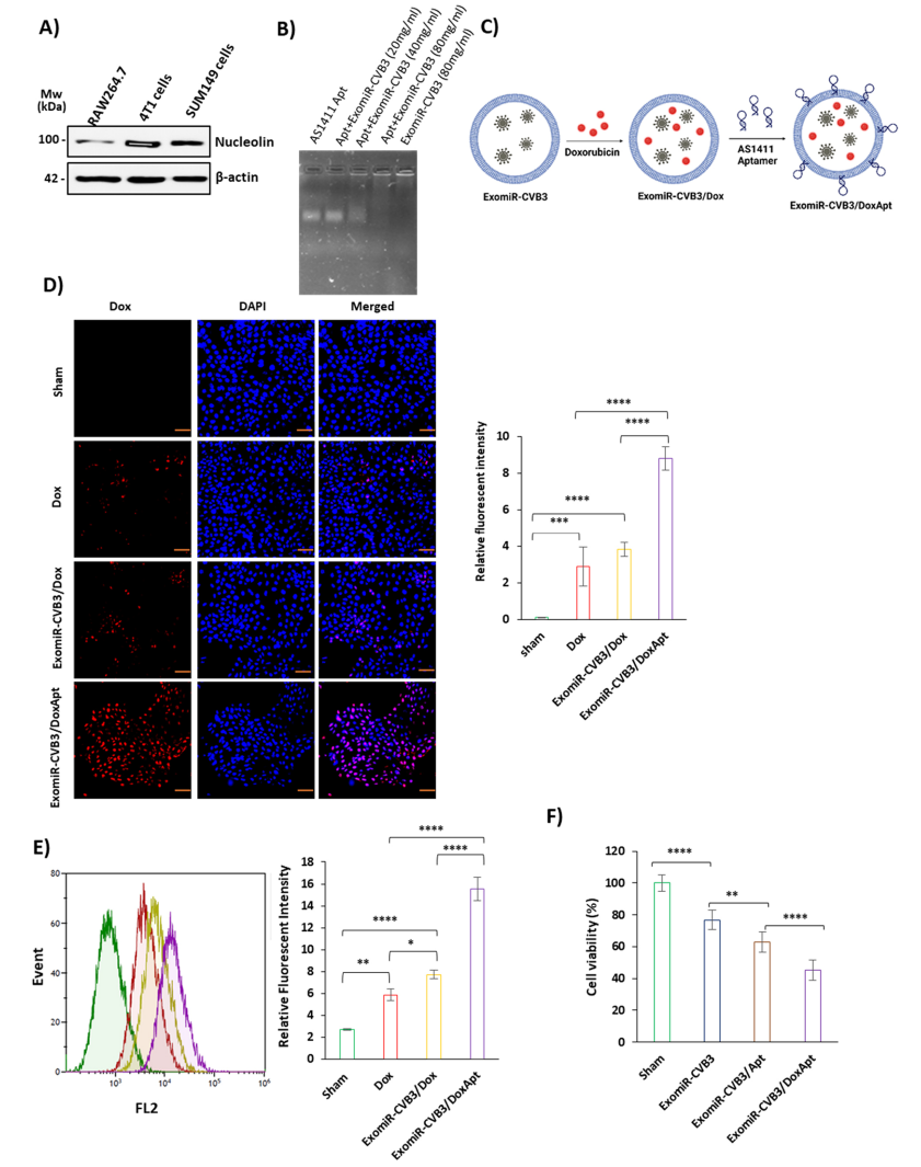 1905067615459069952-breast-cancer-targeted-exosome-modification-service2.PNG