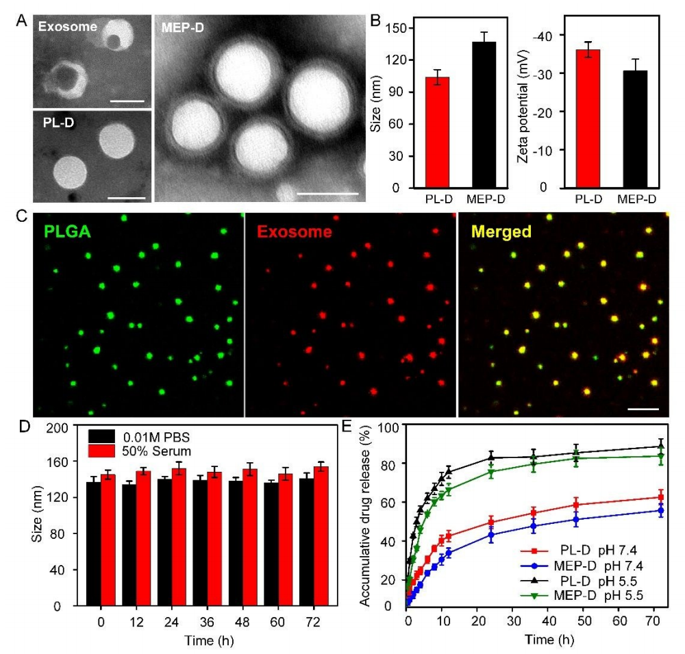1905067734912847872-breast-cancer-targeted-exosome-modification-service3.PNG