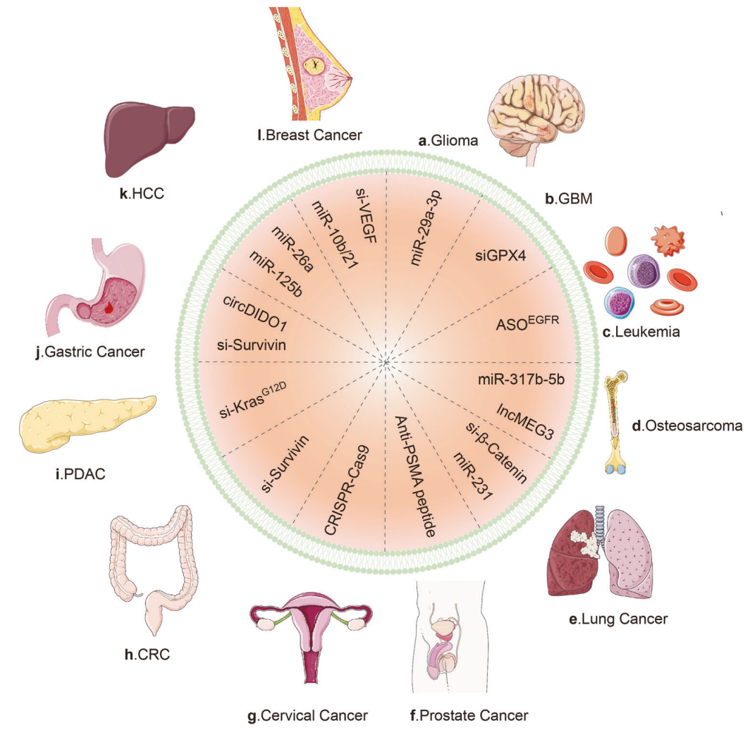 1905070458161188864-colorectal-cancer-targeted-exosome-modification-service1.PNG