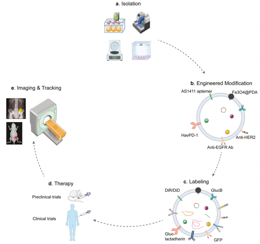 1905070613459488768-colorectal-cancer-targeted-exosome-modification-service2.PNG