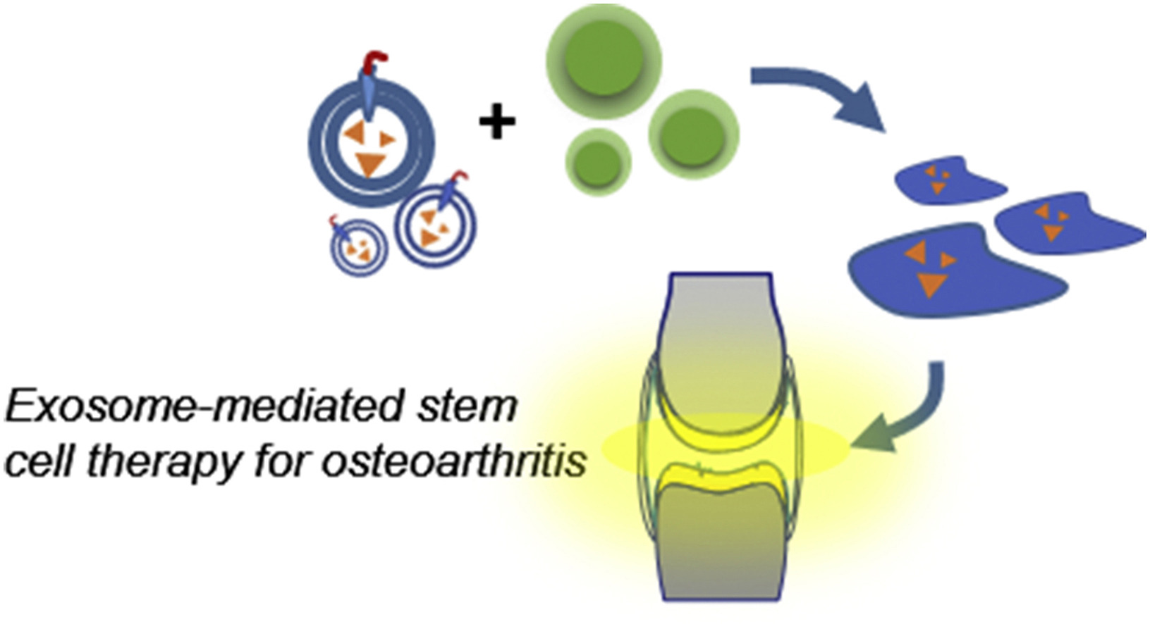 1905070777012178944-sf-mscs-targeted-exosome-modification-service1.jpg