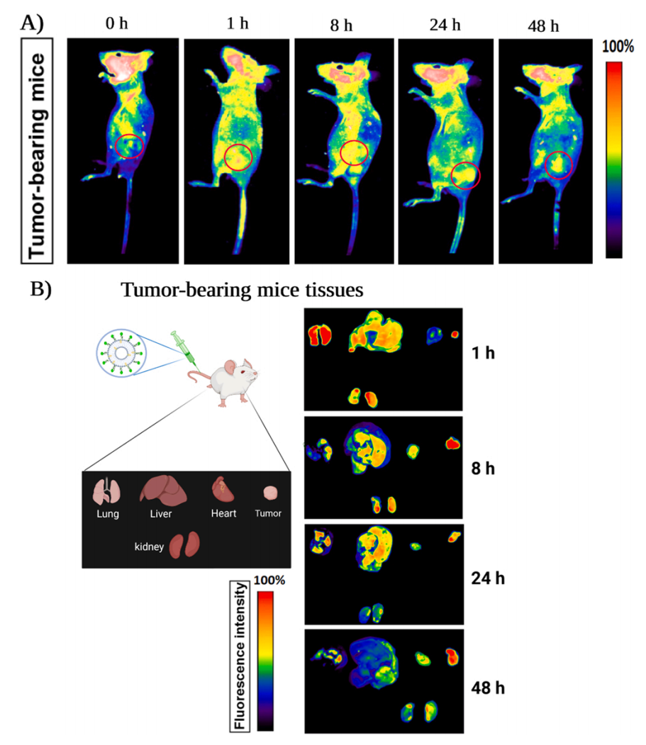 1905070946487226368-colorectal-cancer-targeted-exosome-modification-service3.PNG