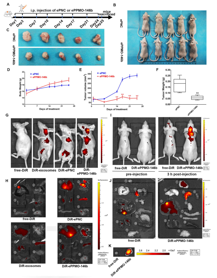 1905071096207101952-colorectal-cancer-targeted-exosome-modification-service4.PNG