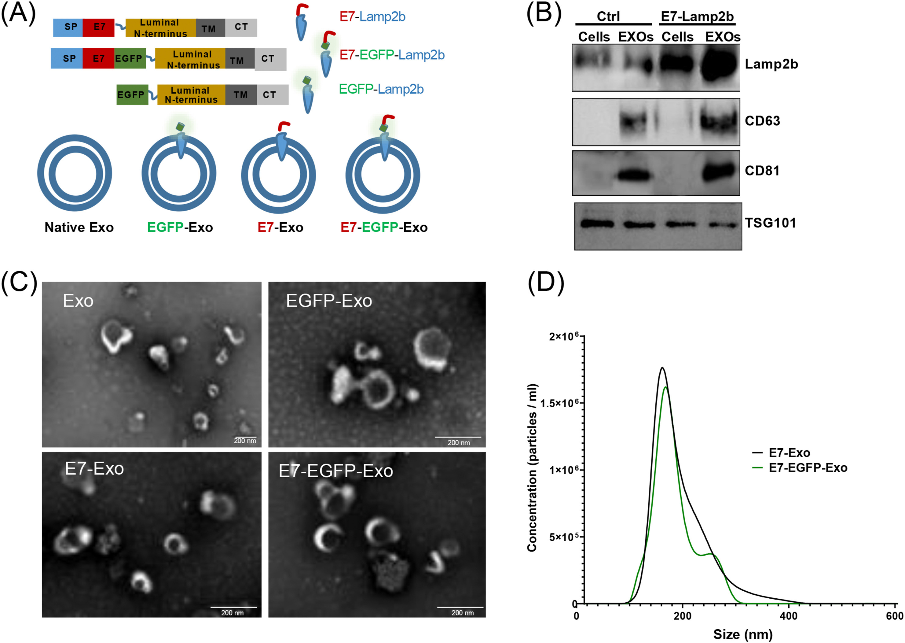 1905072365420269568-sf-mscs-targeted-exosome-modification-service2.jpg