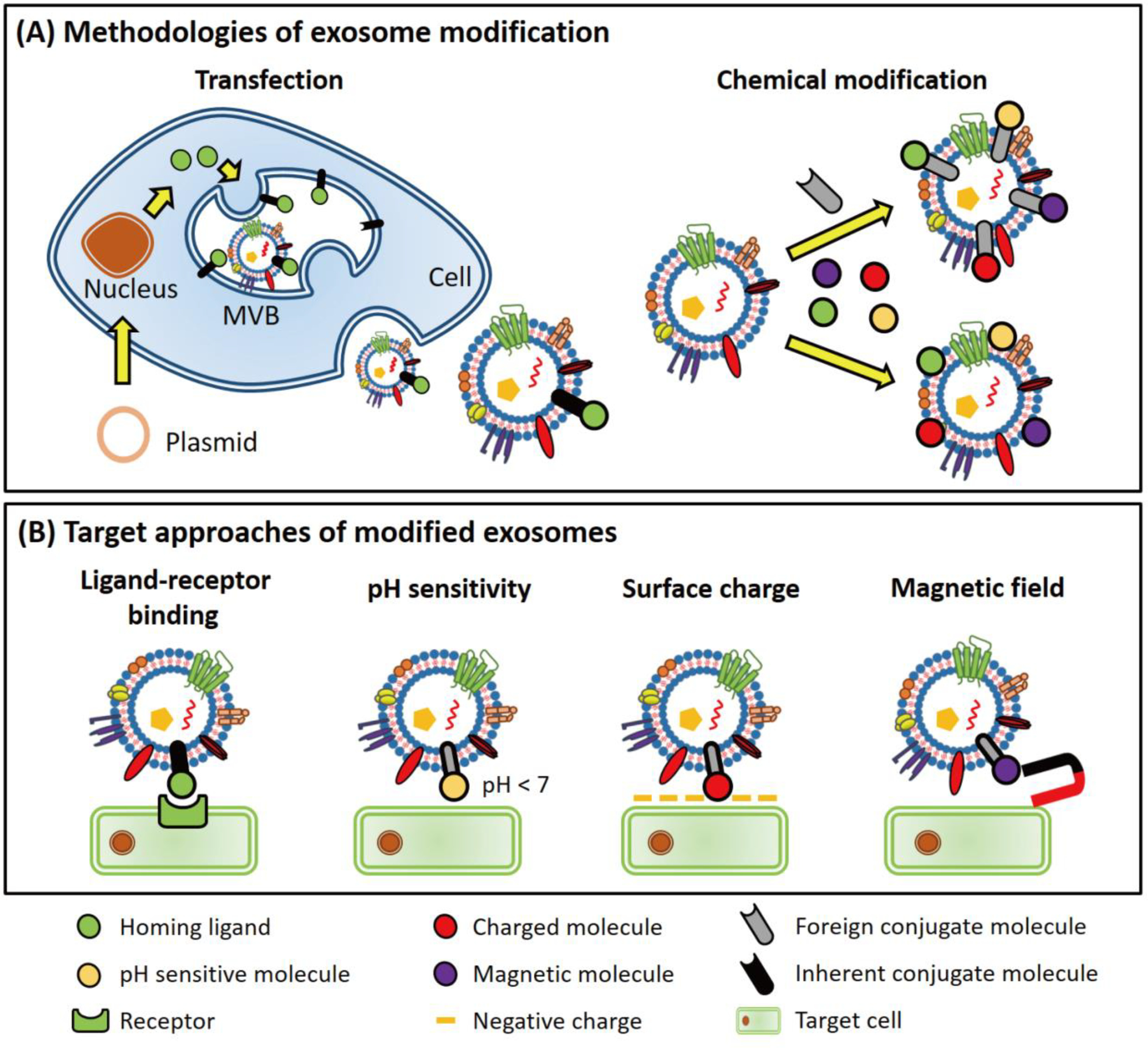 1905177334530035712-cepcs-targeted-exosome-modification-service1.jpg