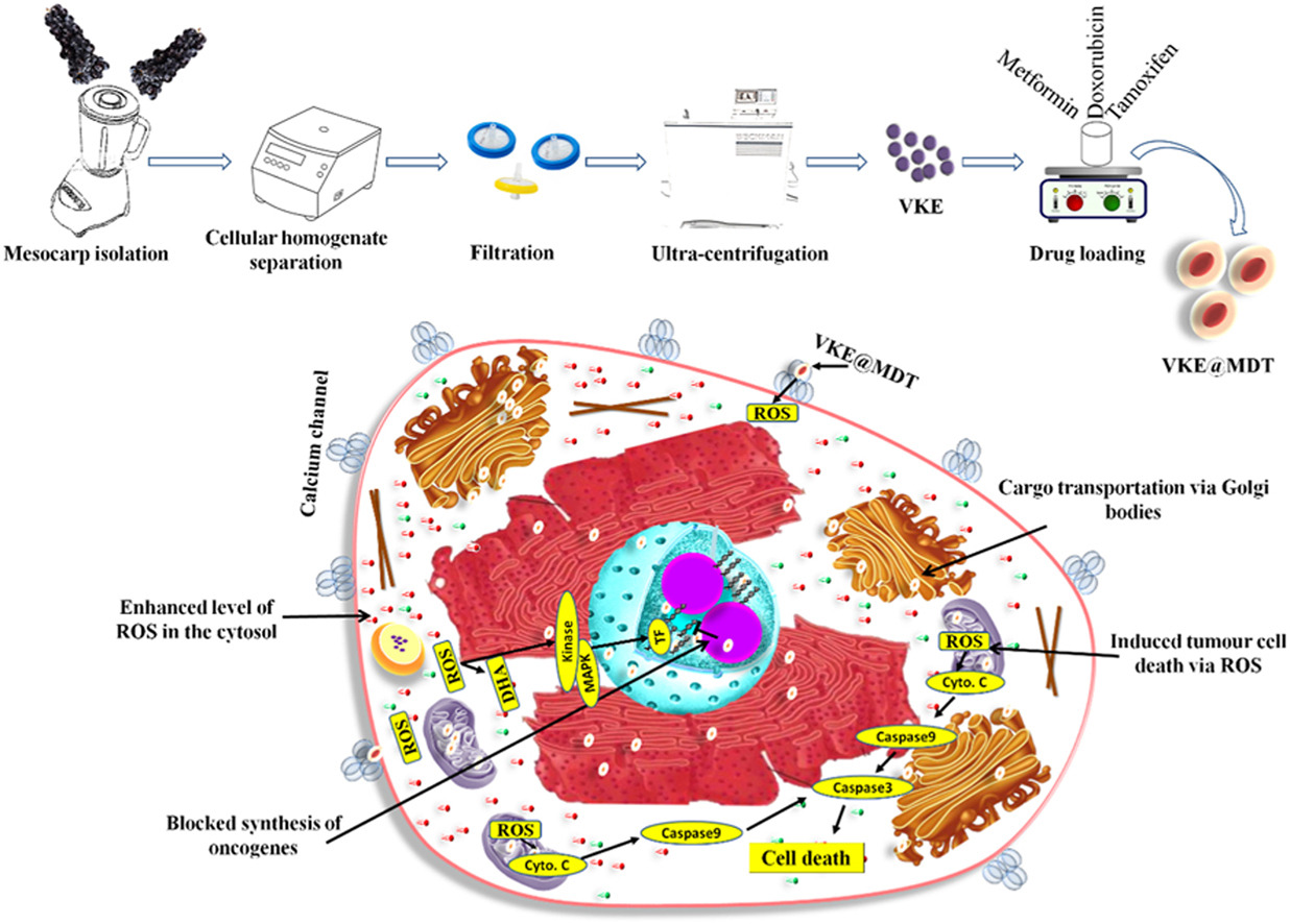 1905179626390016000-fruit-derived-exosome-research-and-applications1.jpg
