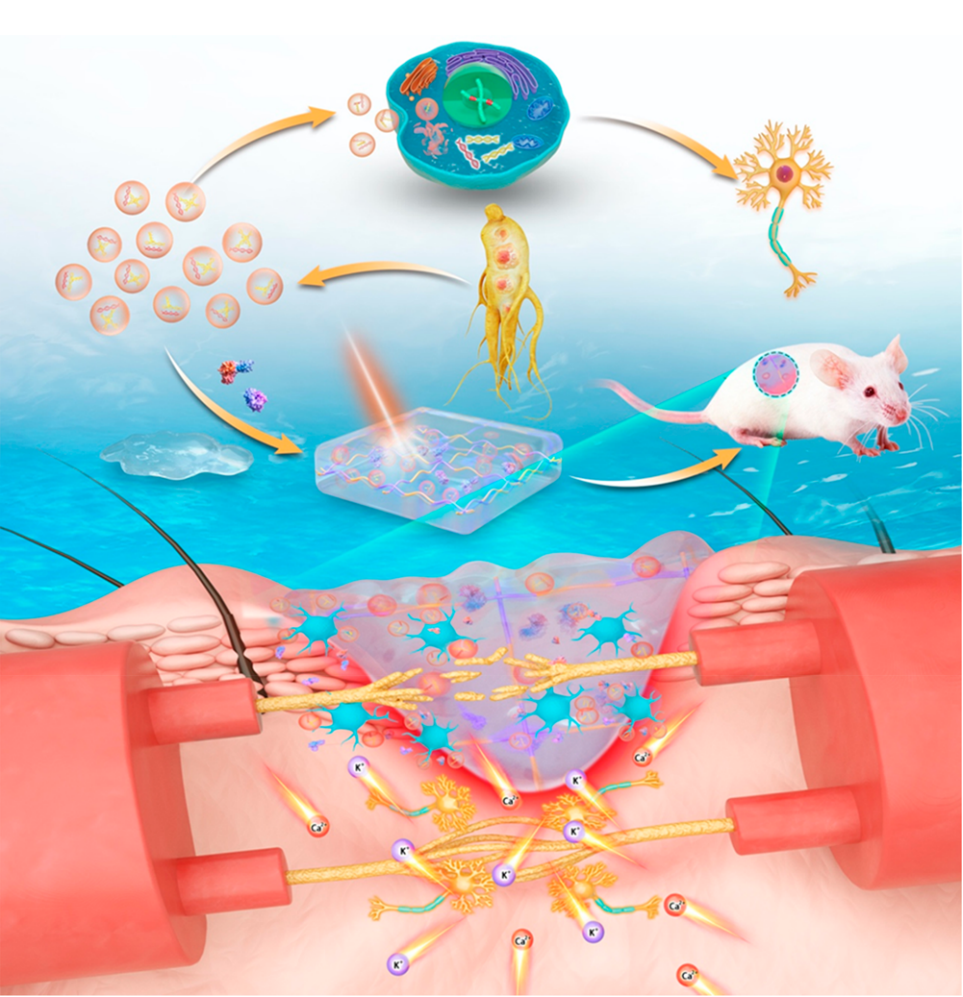 1905180369545187328-medicinal-plant-derived-exosome-research-and-applications1.png