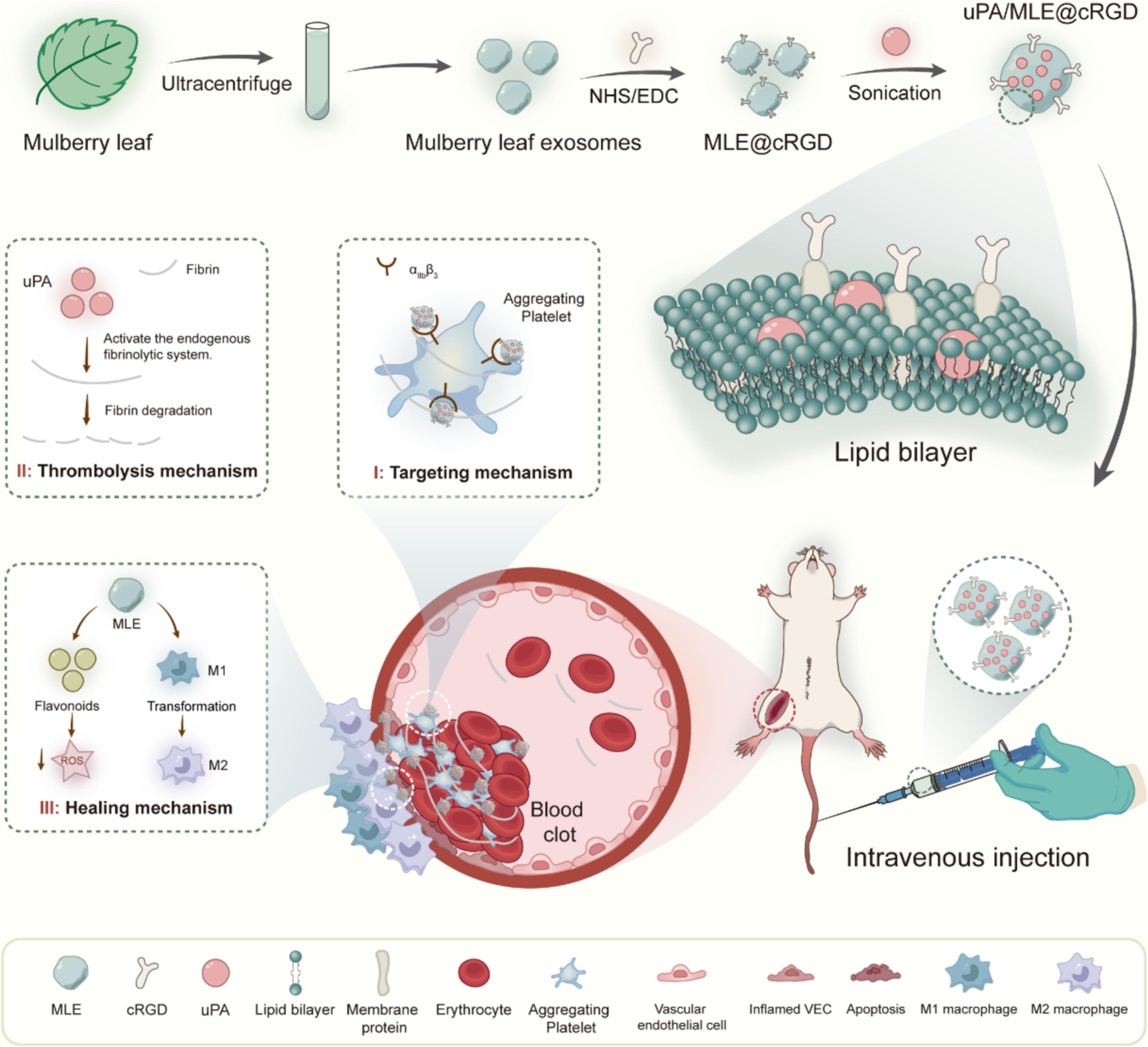 1905180442102452224-medicinal-plant-derived-exosome-research-and-applications2.jpg