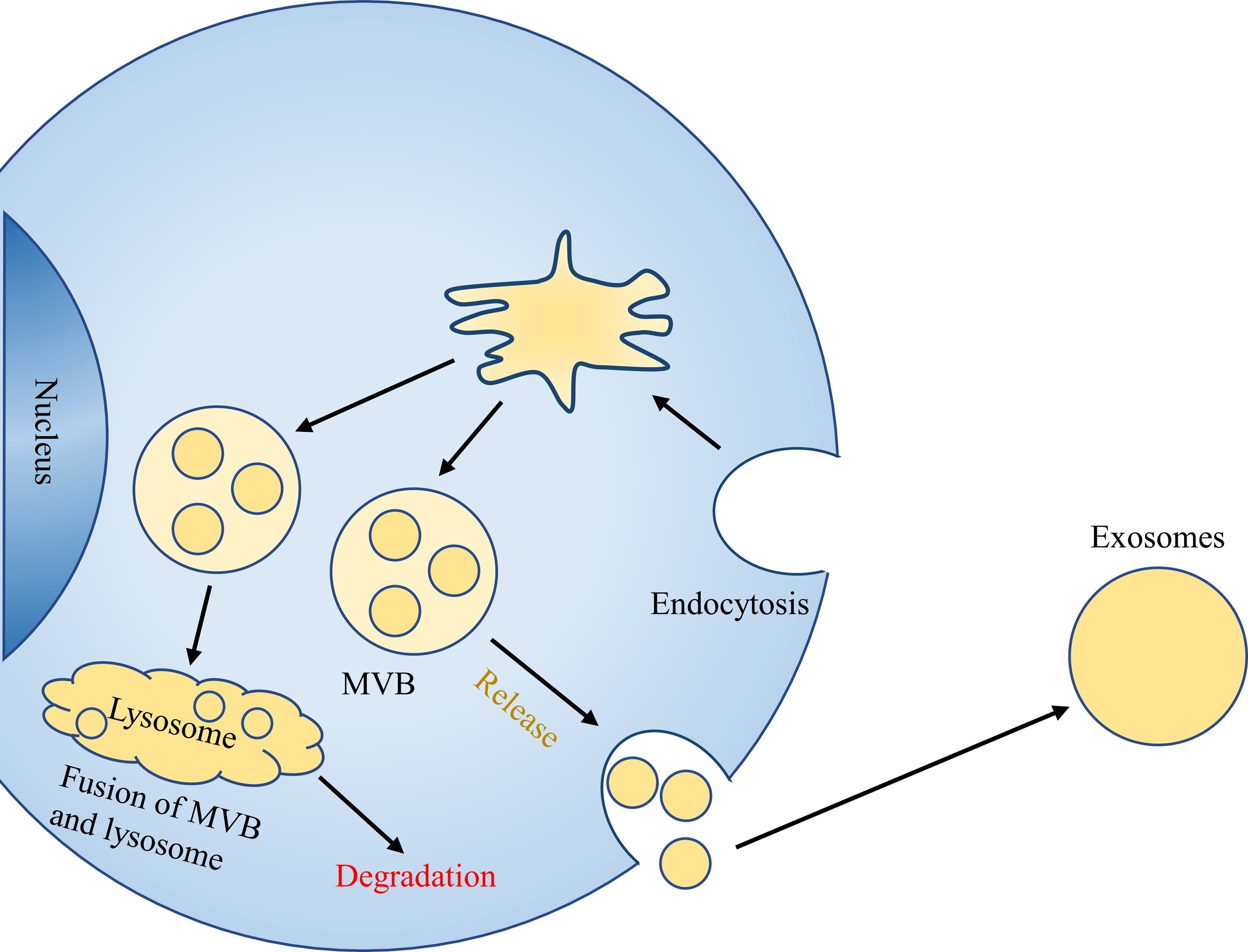 1905186452313591808-tissue-exosome-related-functional-research-and-verification-service1.jpg