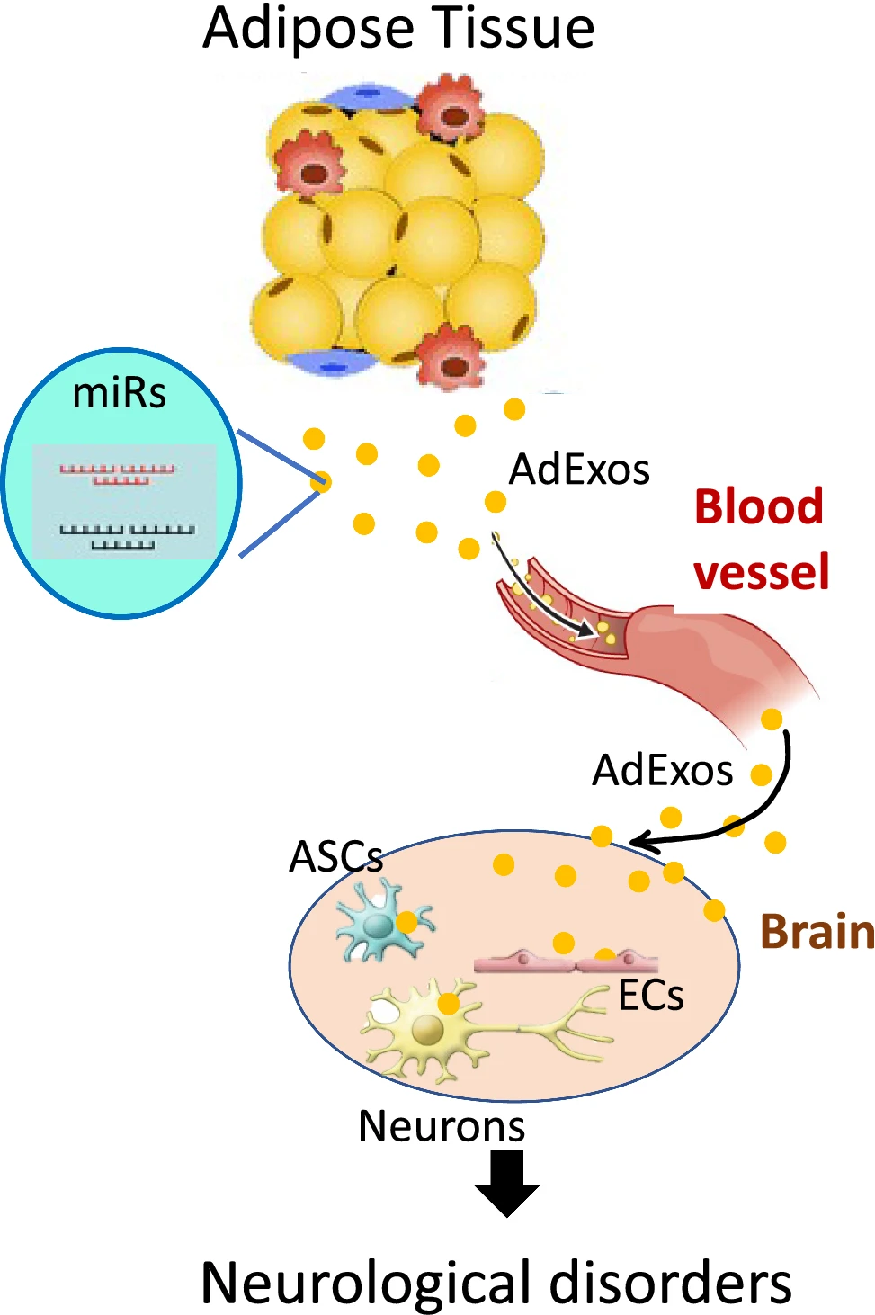 1905186605745426432-tissue-exosome-related-functional-research-and-verification-service2.png