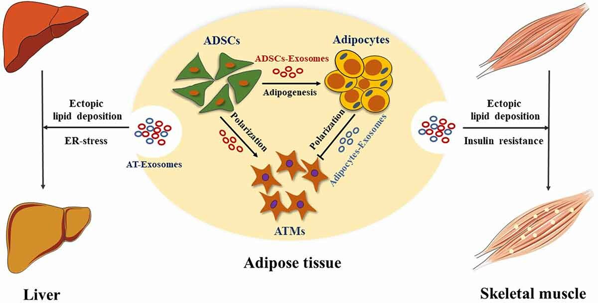 1905186771911168000-tissue-exosome-related-functional-research-and-verification-service3.jpg