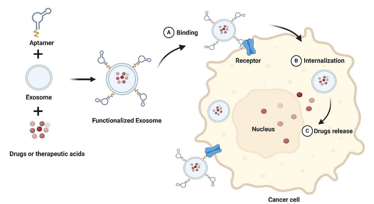 1905434618464161792-tumor-cells-targeted-exosome-modification-service1.PNG