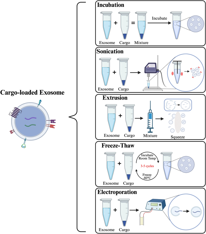 1905179353185636352-exosome-cargo-loading-service1.png