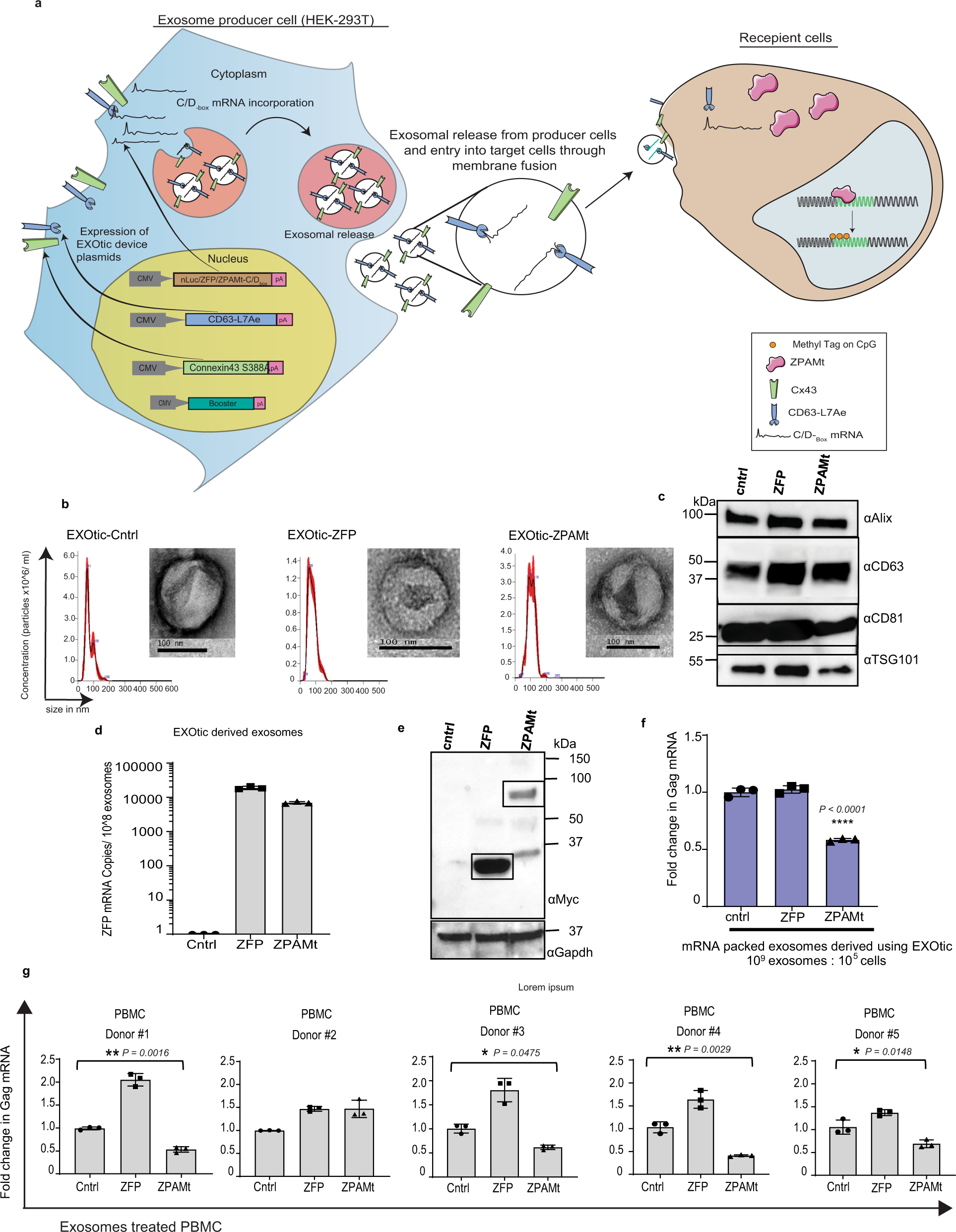 1905180961936101376-exosome-cargo-loading-service2.png