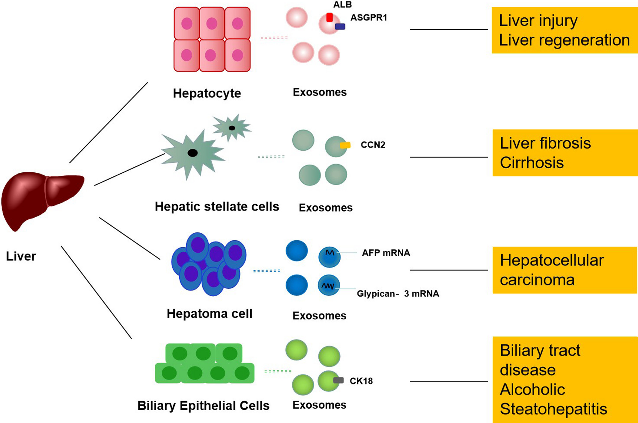 1905542656600690688-liver-disease-diagnosis-applied-exosomes1.jpg