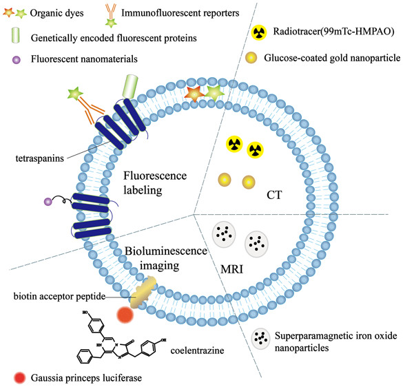 1905546915941568512-exosome-tracking-service1.jpeg