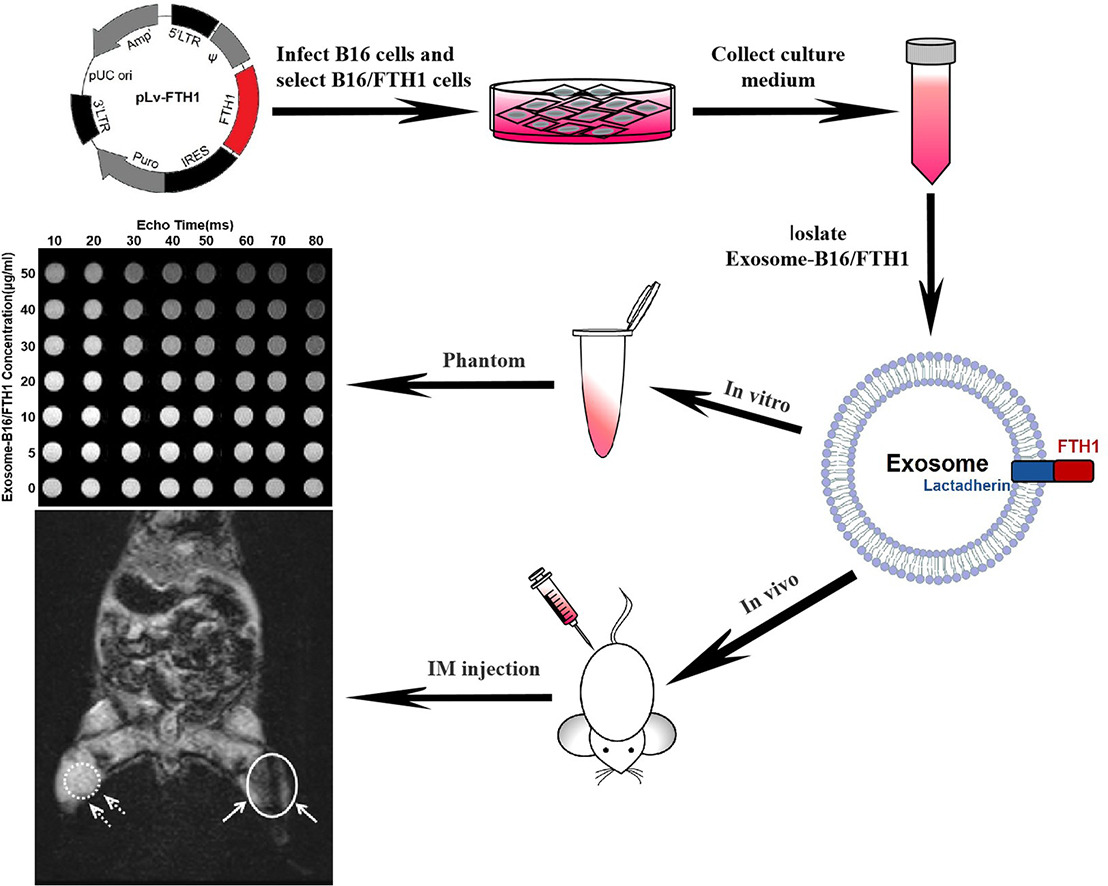 1905547194015535104-exosome-tracking-service3.jpg