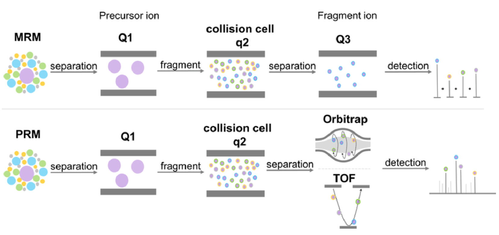 1904727876172369920-mrm-prm-targeted-exosomal-proteomic-quantitative-service1.png