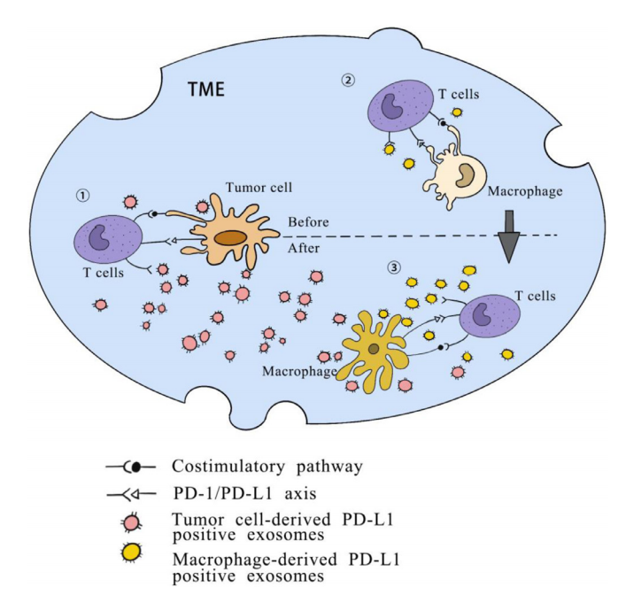 1906514399884595200-pd-l1-expressed-exosome-modification-service1.PNG