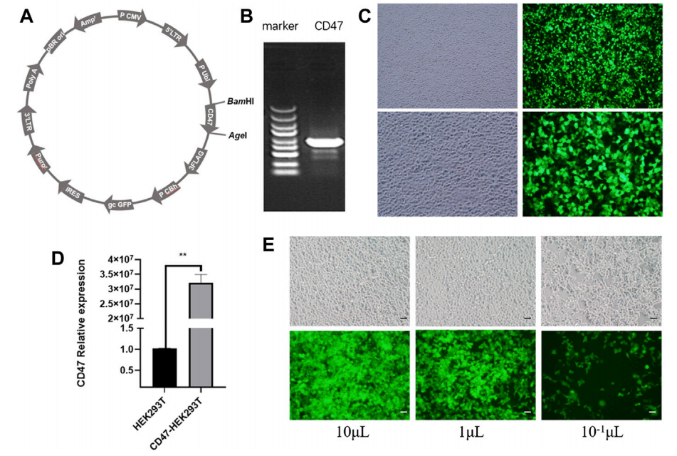 1906518671271514112-phagocytosis-escape-reinforced-exosome-modification-service2.PNG