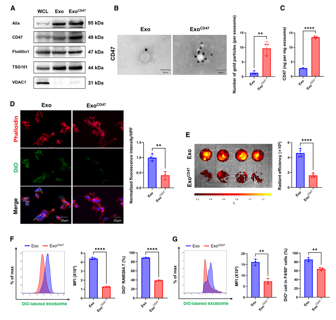 1906518768868773888-phagocytosis-escape-reinforced-exosome-modification-service3.PNG