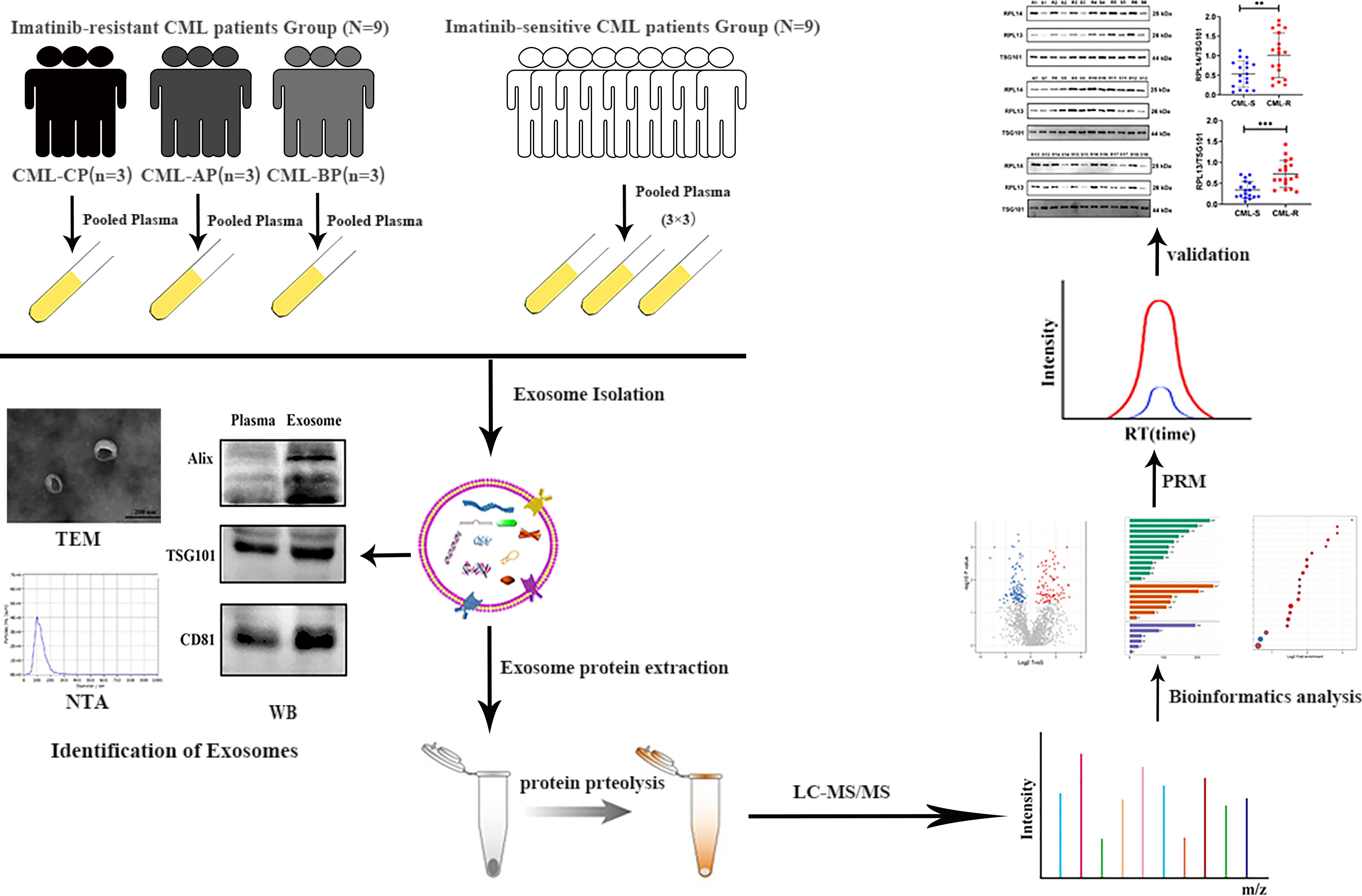 1906541011816534016-mrm-prm-targeted-exosomal-proteomic-quantitative-service2.jpg