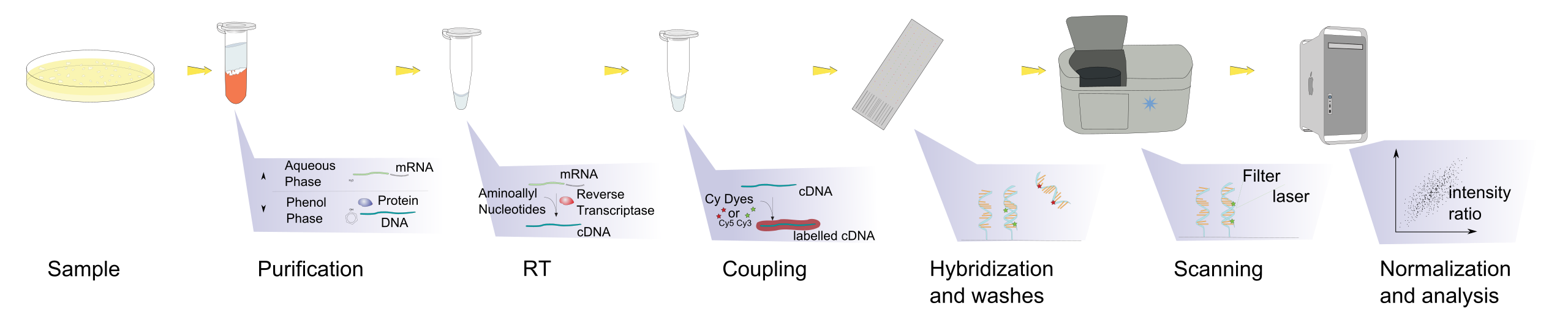 1906611253049675776-exosomal-mrna-microarray-service1.png