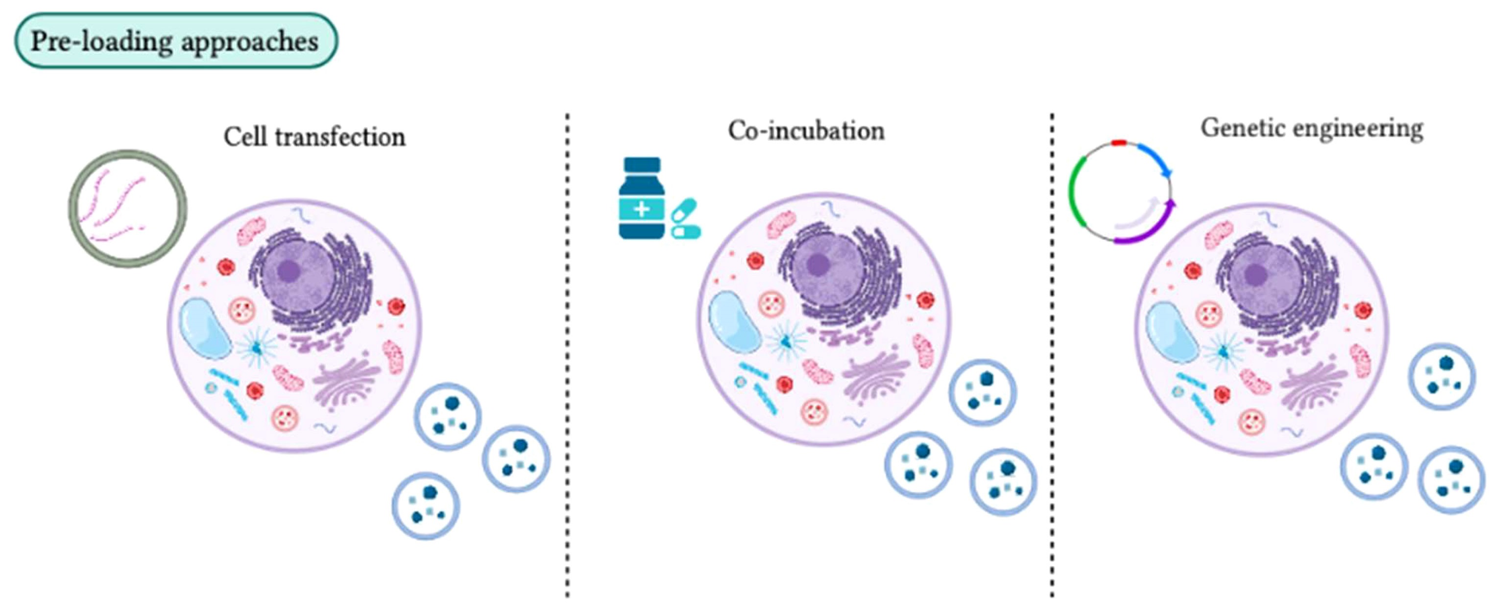 1906630481781837824-exosome-cargo-pre-loading-service1.jpg