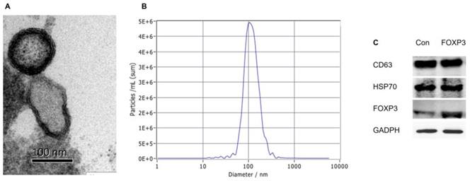 1906630968681811968-exosome-cargo-pre-loading-service2.jpg