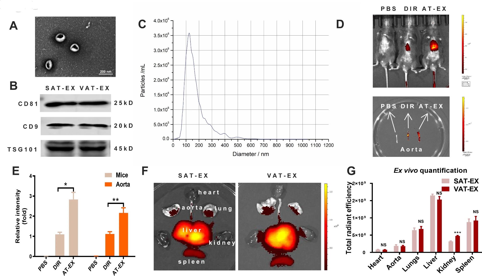 1906636171837558784-tissue-exosome-research-and-applications2.jpg
