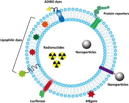 1906637926277173248-exosome-labeling-service1.jpeg