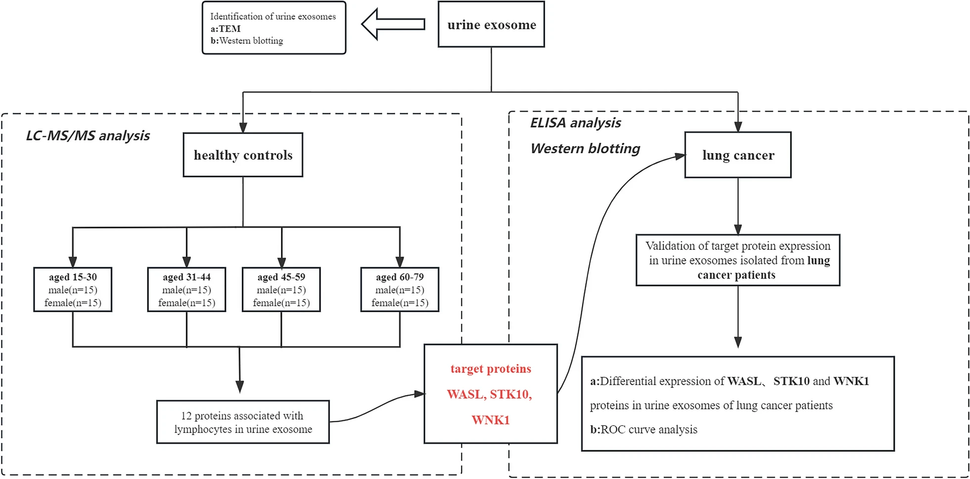 1906640440204578816-exosome-protein-expression-verification-service2.png